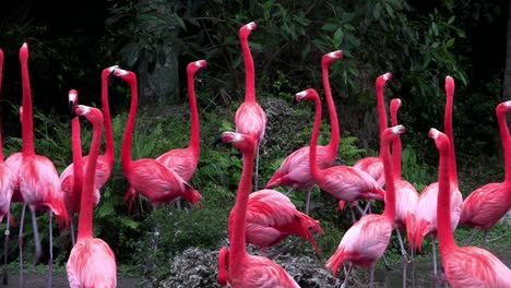 Flamingos-Strömen-In-Den-Everglades-Zusammen-1