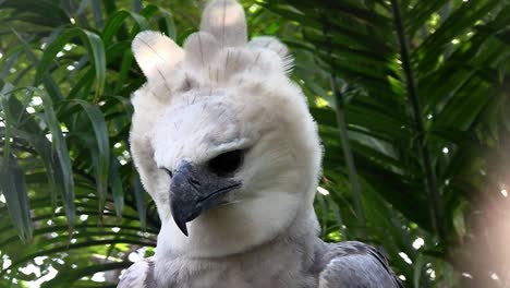A-harpy-eagle-largest-of-world\'s-eagles-peers-out-from-the-jungle