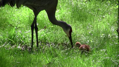 A-snadhill-crane-chick-walks-in-the-grass-as-its-mother-looks-on