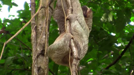A-sloth-moves-slowly-in-a-tree