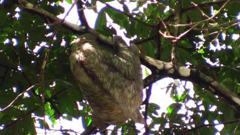 A-sloth-moves-slowly-in-a-tree-1