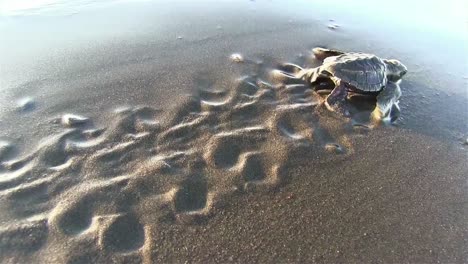 Baby-Meeresschildkröten-Kämpfen-Um-Den-Ozean-In-Sicherheit