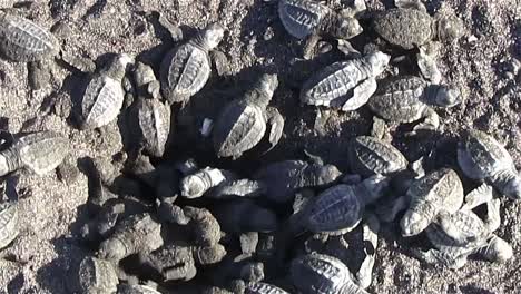 Zoom-Zurück-Von-Vielen-Meeresschildkrötenbabys-Im-Sand
