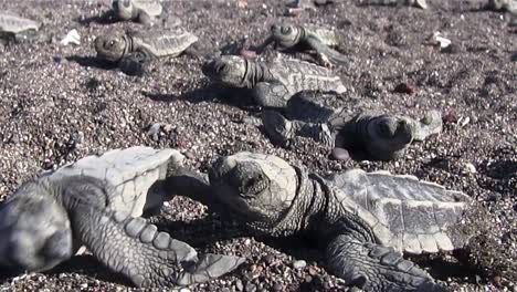 Zoom-Zurück-Von-Vielen-Meeresschildkrötenbabys-Im-Sand-1
