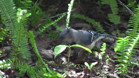 A-blue-jay-forages-on-the-forest-floor