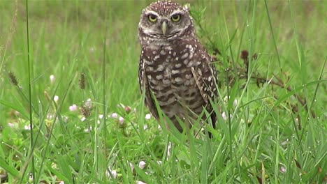 A-burrowing-owl-looks-around-1
