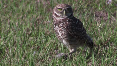 A-burrowing-owl-looks-around-5