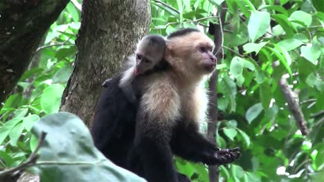 A-capuchin-monkey-sits-on-a-tree-branch-in-Costa-Rica