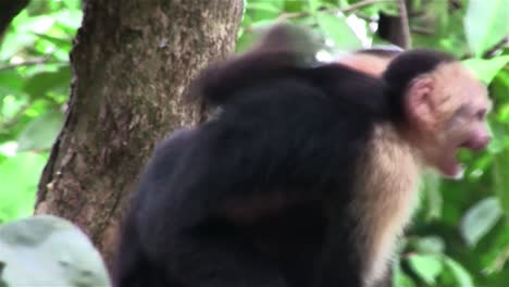 A-capuchin-monkey-with-baby-looks-around-1