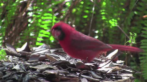 A-red-cardinal-bird-sits-on-a-tree-branch