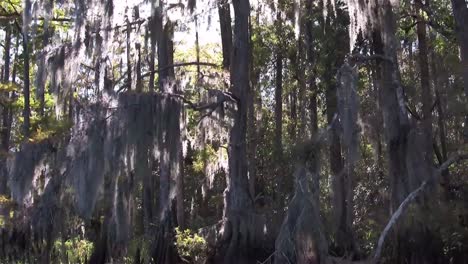 A-POV-shot-traveling-through-a-swamp-in-the-Everglades-showing-Spanish-moss-2