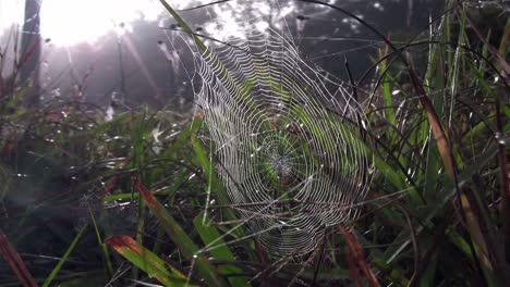 A-dewy-orb-spider-web-in-morning-sun