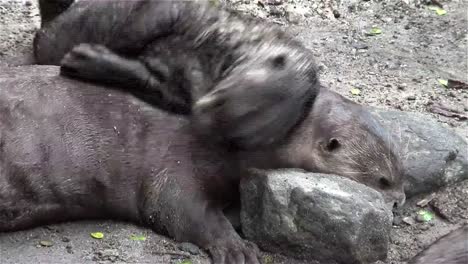 Giant-river-otters-play-on-the-ground-1