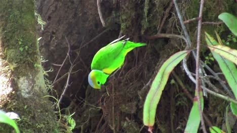 A-chlorophonia-bird-poses-in-a-tree