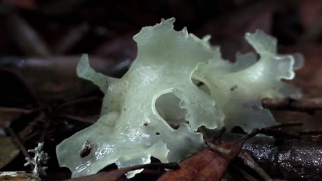 Slow-zoom-into-jelly-fungus-as-it-grows-on-the-forest-floor