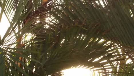 Cancun-Palm-Tree-0