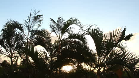 Cancun-Palm-Tree-1
