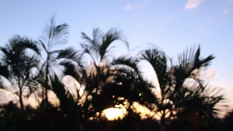 Cancun-Palm-Tree-2
