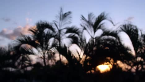 Cancun-Palm-Tree-3