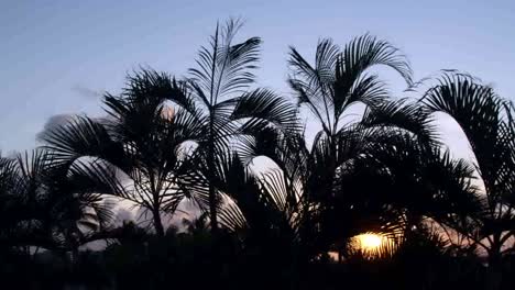 Cancun-Palm-Tree-4