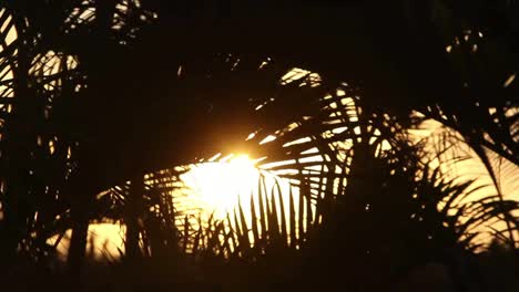 Cancun-Palm-Trees-6