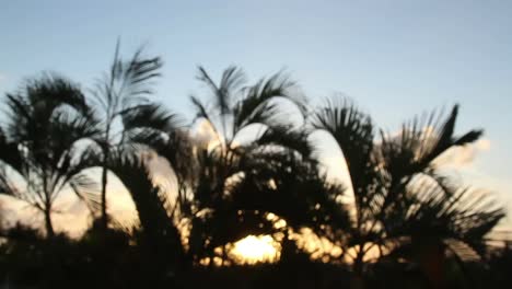 Cancun-Palm-Trees-7