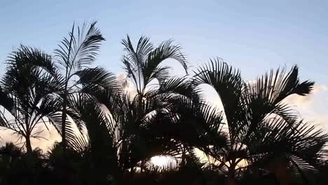 Cancun-Palm-Trees-8