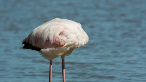 Carmargue-Flamingos-31