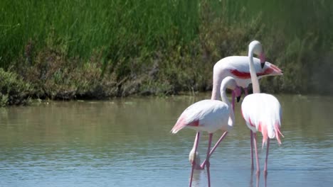 Carmargue-Flamingos-53