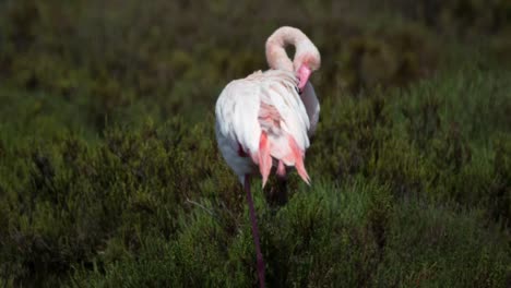 Carmargue-Flamingos-56