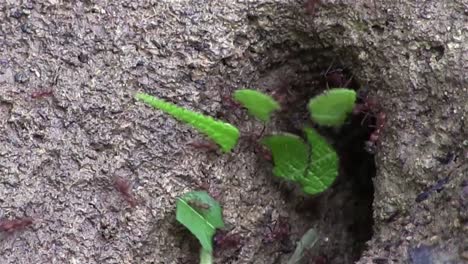 Leafcutter-ants-march-across-a-tree-branch-1