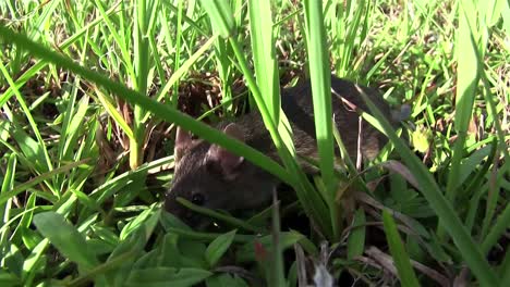 A-small-mouse-walks-in-green-vegetation