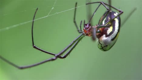 An-orchard-spider-weaves-its-web