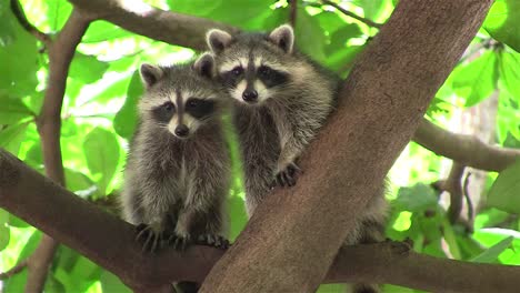 Two-raccoons-adopt-a-cute-pose-in-a-tree