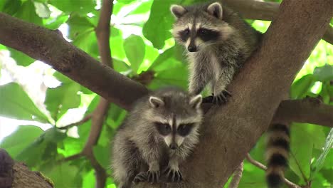 Two-raccoons-adopt-a-cute-pose-in-a-tree-1