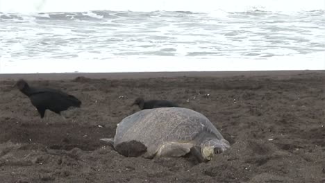 Olive-Ridley-sea-turtle-struggles-through-the-surf-to-lay-eggs-1