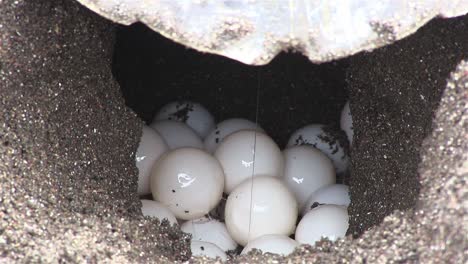 Olive-Ridley-Meeresschildkröte-Legt-Eier-In-Ihr-Sandiges-Nest