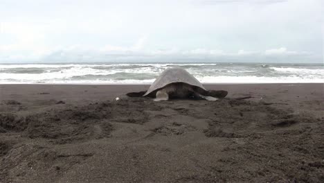 Olive-Ridley-sea-turtle-crawls-back-into-the-sea-after-laying-eggs-in-the-sand