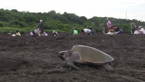 Olive-Ridley-sea-turtles-make-their-way-up-a-beach-with-Mexican-people-in-the-background