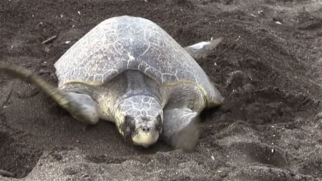 Olive-Ridley-Meeresschildkröten-Machen-Sich-Auf-Den-Weg-Zum-Strand-Up