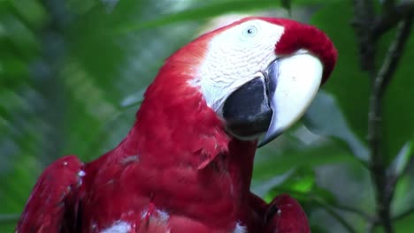 A-scarlet-macaw-parrot-sits-on-his-perch