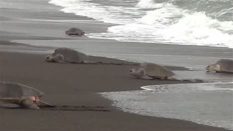 Ridley-Meeresschildkröten-Machen-Ihren-Weg-Einen-Strand-In-Mexiko-Hinauf-1