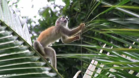 Spider-monkeys-play-in-a-tree-2