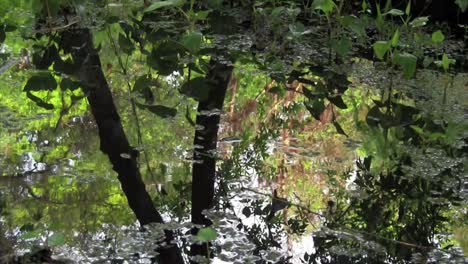 Reflexionen-Eines-Waldes-In-Einer-Wasserpfütze