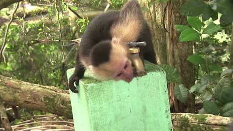 Un-Mono-Capuchino-Bebe-Agua-De-Un-Grifo