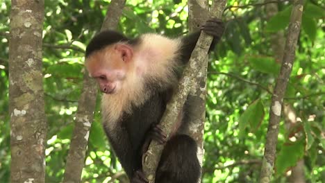 A-capuchin-monkey-sits-in-a-tree