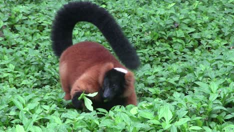 A-beautiful-red-fronted-lemur-plays-in-green-foliage