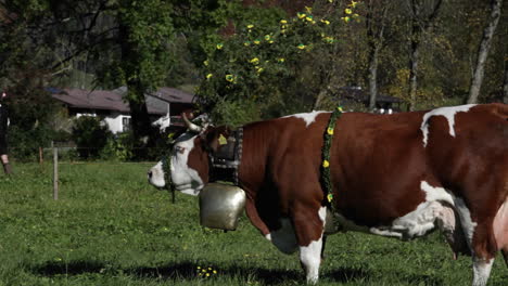 Tyrollean-cattle-graze-in-a-field-in-the-Alps