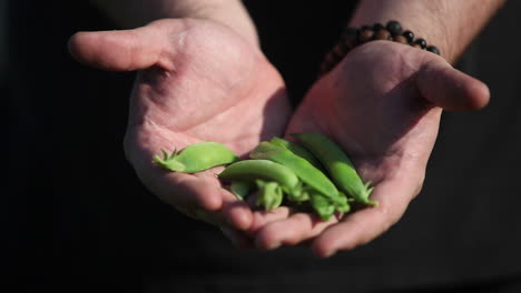 Hands-present-green-bean-or-pea-pods
