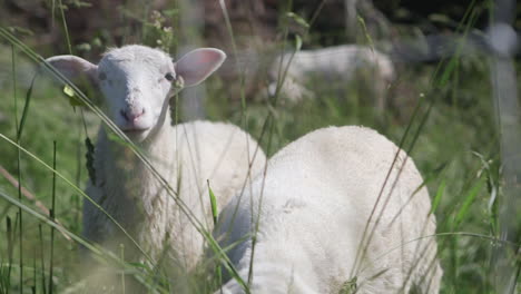 Sheep-and-lambs-graze-in-a-green-field-of-tall-grass-1
